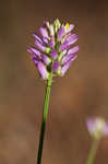 Curtiss' milkwort